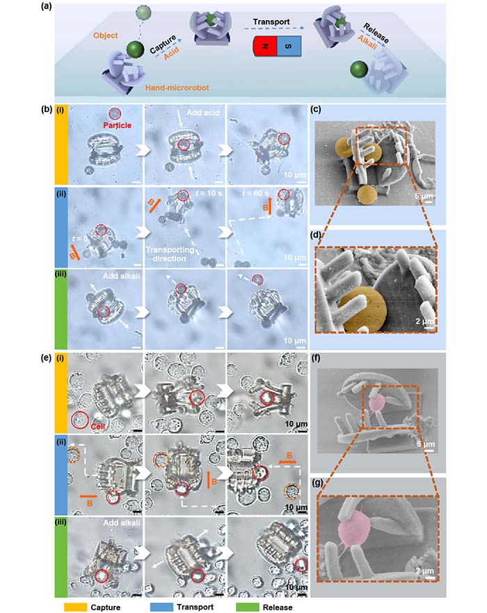 图2 Fig-6_画板 1.jpg